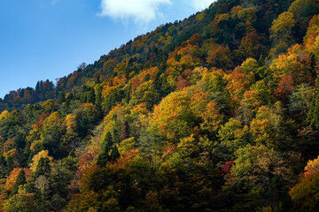 紅葉真っ盛りの自然風景