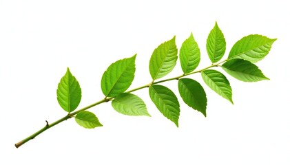 A solitary stem with lush green leaves and branches isolated on white background, foliage, nature, branch