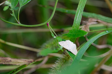 Moth insects inhabit the leaves of wild plants. Overview of the natural environment in North China