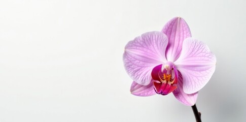 A single orchid with delicate petals on a white background, simple, white, sophistication