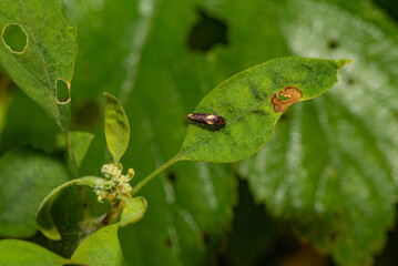 Moth insects inhabit the leaves of wild plants. Overview of the natural environment in North China