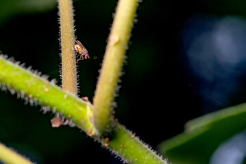 Fly insects such as flower flies and aphid eating flies inhabit the leaves of wild plants. Overview of the natural environment in North China