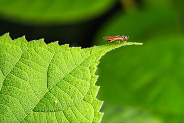 Fly insects such as flower flies and aphid eating flies inhabit the leaves of wild plants. Overview of the natural environment in North China