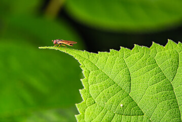 Fly insects such as flower flies and aphid eating flies inhabit the leaves of wild plants. Overview of the natural environment in North China