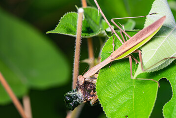 Mantis insects inhabit the leaves of wild plants and prey on moth larvae. Overview of the natural environment in North China
