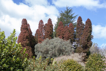 Japanese plume Cedar, Plume Cryptomeria or Cryptomeria japonica elegans tree group in the garden.