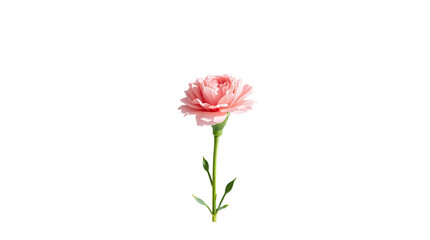 Obraz premium Photo of pink carnation flower isolated on transparent background
