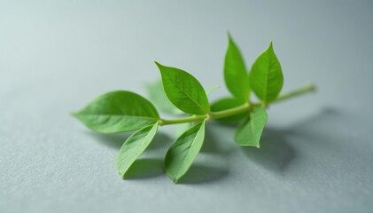 Closeup of a single thin white branch on gray surface, leaf, green, twig