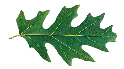 Fototapeta premium Detailed Close Up Of Green Leaf With Yellow Vein Isolated Against Transparent