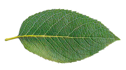 Obraz premium Green maple leaf isolated on transparent background with natural veins and edges