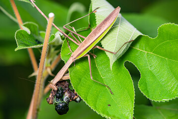 Mantis insects inhabit the leaves of wild plants and prey on moth larvae. Overview of the natural environment in North China