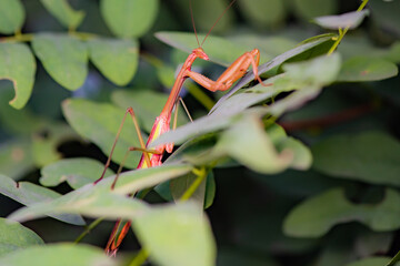 Mantis insects inhabit the leaves of wild plants and prey on moth larvae. Overview of the natural environment in North China