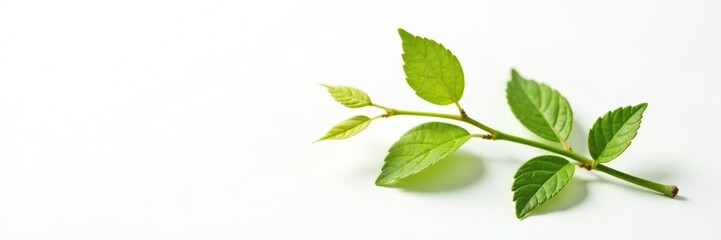 Obraz premium Single stem with leaves isolated on white background, leaf, floral, foliage