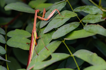 Mantis insects inhabit the leaves of wild plants and prey on moth larvae. Overview of the natural environment in North China