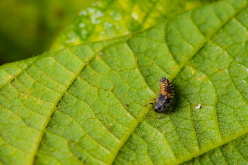 Ladybug larvae inhabit the leaves of wild plants. Overview of the natural environment in North China
