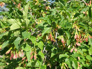 Seed capsules and leaves of Rocky Mountain Maple tree, Colorado