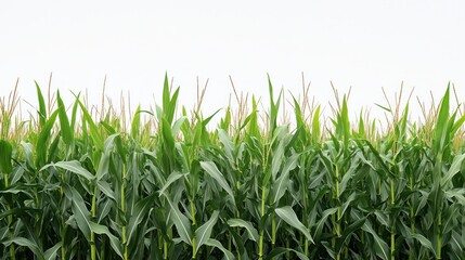 Obraz premium Green corn maize field in early stage