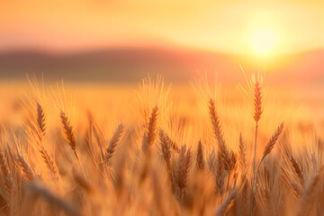 Obraz premium Golden Wheat Field at Sunset with Rolling Hills and a Serene Sky