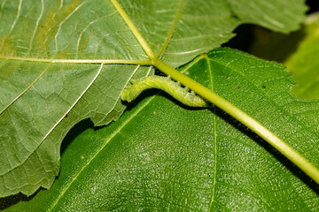 Butterfly larvae and insects inhabit the leaves of wild plants. Overview of the natural environment in North China