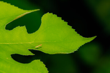 Mosquitoes and insects inhabit the leaves of wild plants. Overview of the natural environment in North China