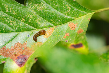 Sluggers and snails inhabit the leaves of wild plants, an overview of the natural environment in North China