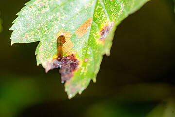 Sluggers and snails inhabit the leaves of wild plants, an overview of the natural environment in North China