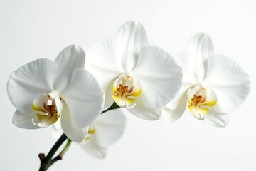 Close-up of pristine white orchids against stark white backdrop, still life, fresh, calm