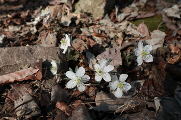 변산바람꽃