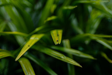 Close-up shot of flies resting on a plant's leaves