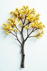 Branches with different levels of maturity on a pristine white surface, unique, nature