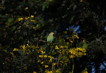 A vibrant one green parakeets  sits perched on a thick, weathered branch and the background is blurred with lush green and blue sky.