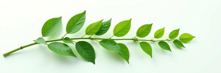 Fototapeta premium Leafy branch isolated on white surface with natural light, botanical, leaf branch