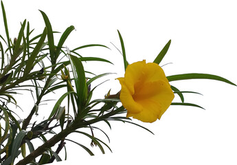 Naklejka premium Basking in Sunshine: The Vibrant Yellow Flower and Its Lush Green Leaf Companion