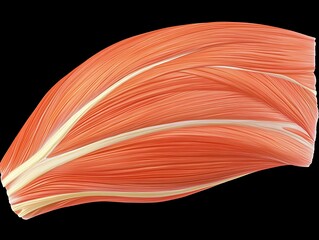 Detailed illustration showing human muscle fibers and layers of tissue