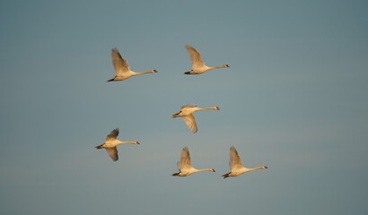 Schwanenflug
