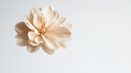 Obraz premium Delicate and elegant pale flower with soft petals against a minimal background. isolated on white background.