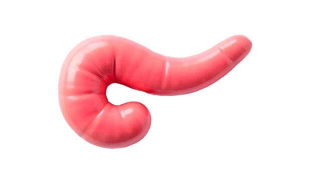Pancreas Anatomy Explained: A Vital Digestive and Endocrine Organ