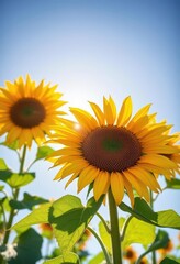 Naklejka premium Vibrant sunflower facing sun, bright blue sky backdrop, photography, image