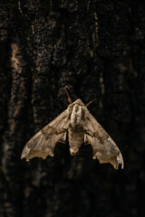Deidamia inscriptum, the lettered sphinx, is a species of moth of the family Sphingidae. Macro photo of a close-up moth sitting on tree bark. Moth against the background of tree bark
