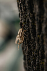 Deidamia inscriptum, the lettered sphinx, is a species of moth of the family Sphingidae. Macro photo of a close-up moth sitting on tree bark. Moth against the background of tree bark