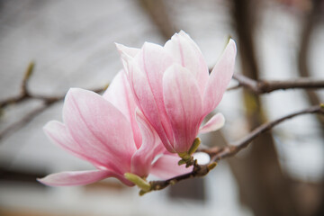 Fototapeta premium magnolia blossom tree