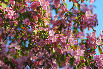 Pink flowers burst forth from lush green leaves, filling the air with color against a clear blue sky