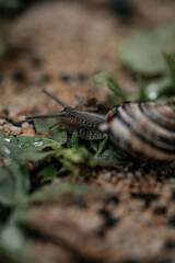 Macro photo of a striped snail. The snail crawls on leaves and sand. Detailed snail photography. Beautiful beige snail with black stripes on a pleasant sandy yellow with black and green background