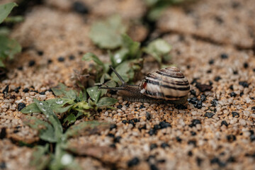 Macro photo of a striped snail. The snail crawls on leaves and sand. Detailed snail photography. Beautiful beige snail with black stripes on a pleasant sandy yellow with black and green background