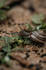Macro photo of a striped snail. The snail crawls on leaves and sand. Detailed snail photography. Beautiful beige snail with black stripes on a pleasant sandy yellow with black and green background