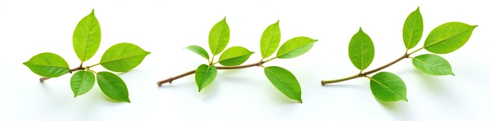 Three isolated branches on white background with light reflections, foliage, branches