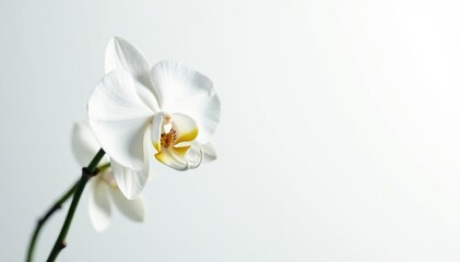 Delicate white orchid blossom on pure white backdrop, stock photo, light