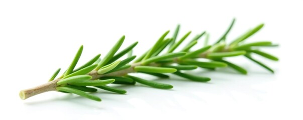 Fototapeta premium Freshly picked sprig of rosemary isolated on white, fragrant, herb