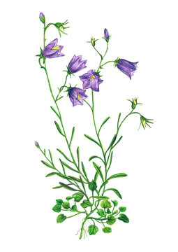 Campanula 