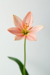 Obraz premium A single flower blooms in isolation on a pristine white backdrop, bloom, uncluttered, clean